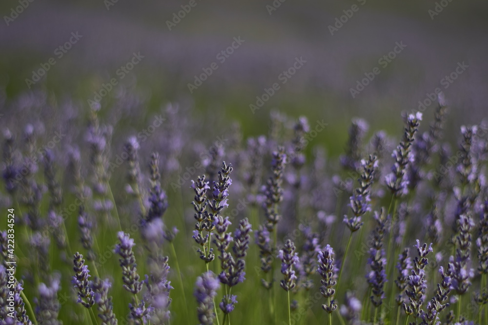 Detalle de flores de lavanda en Brihuega, España Detalle de flores de lavanda en Brihuega, España