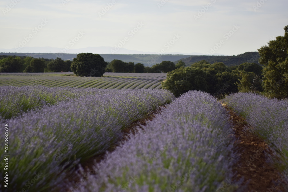Fototapeta premium Campos de cultivos de lavanda con encinas mediterráneas al fondo