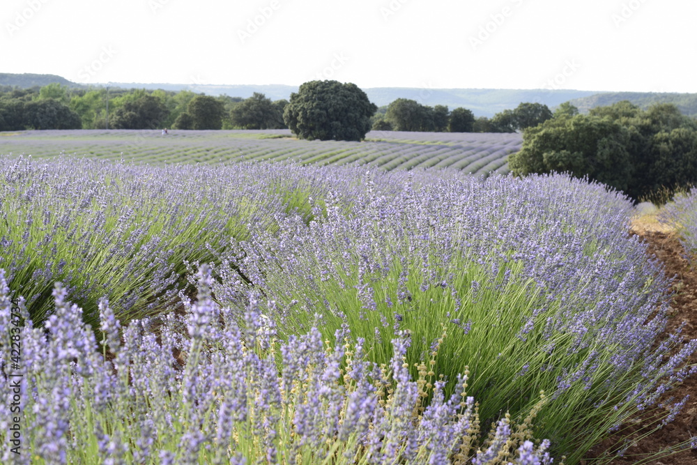 Campos de lavanda (Lavandula angustifolia) salpicados por árboles al