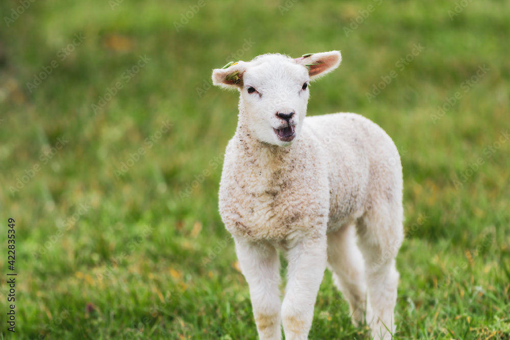 Fototapeta premium Lamb in the meadow