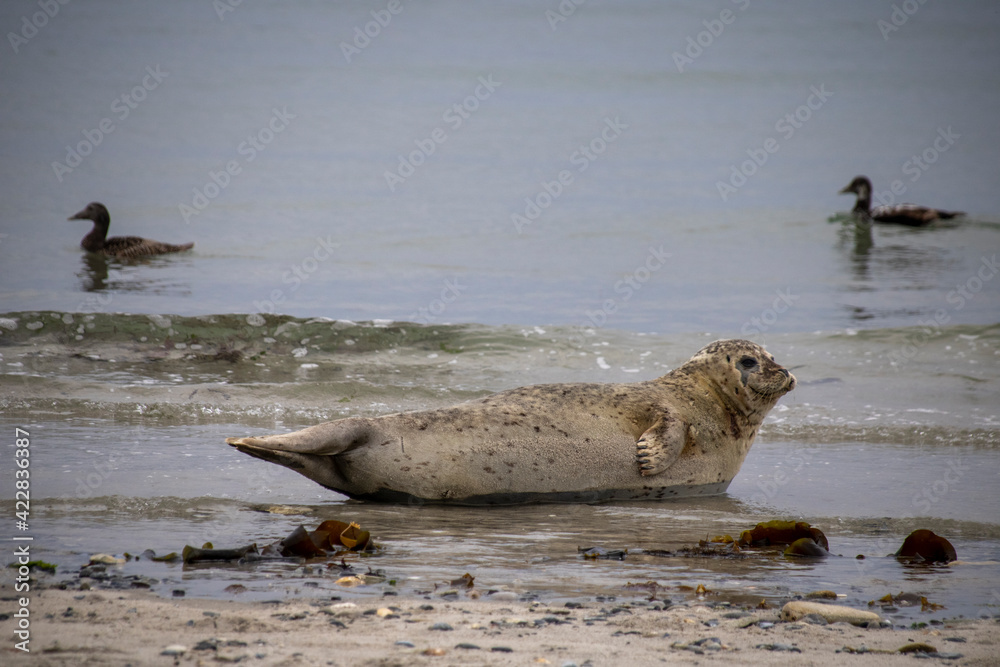 Fototapeta premium Helgoland Robben auf Insel Düne