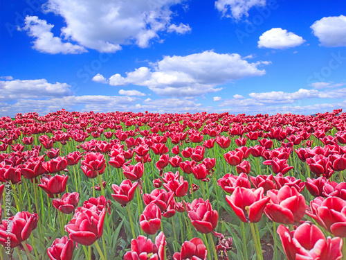 Red tulips on flower bed against blue sky. Spring garden
