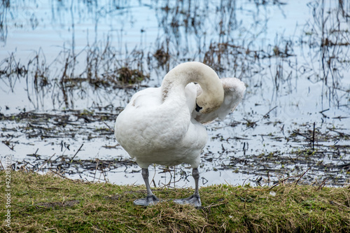 Mute Swans at RSPB Marshside, Southport. March 2021 photo