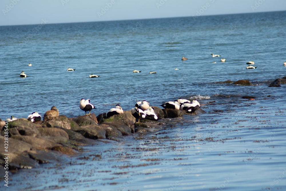 Fototapeta premium Kieler Förde 5