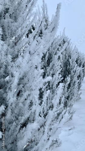 snow covered trees
