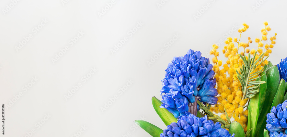Fresh spring flowers blue and yellow color. Banner with white background and copy space
