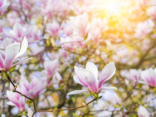 Branch magnolia pink blooming tree flowers in soft light. Purple tender blossom Magnoliaceae soulangeana in sunny spring day in garden Spring time Natural floral background. Botanical garden concept © olenap