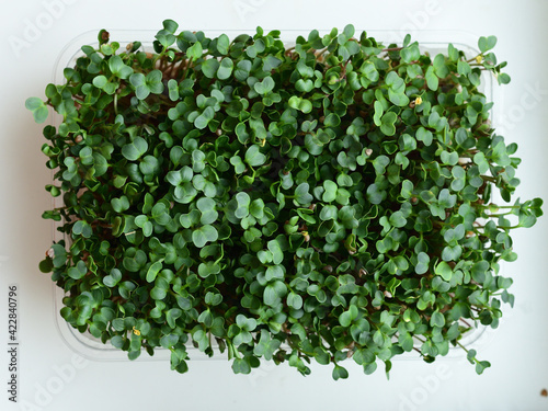 microgreen Foliage Background. Close-up of radish microgreens.Vitamins on windowsill. Vegan and healthy superfood.Spring avitaminosis