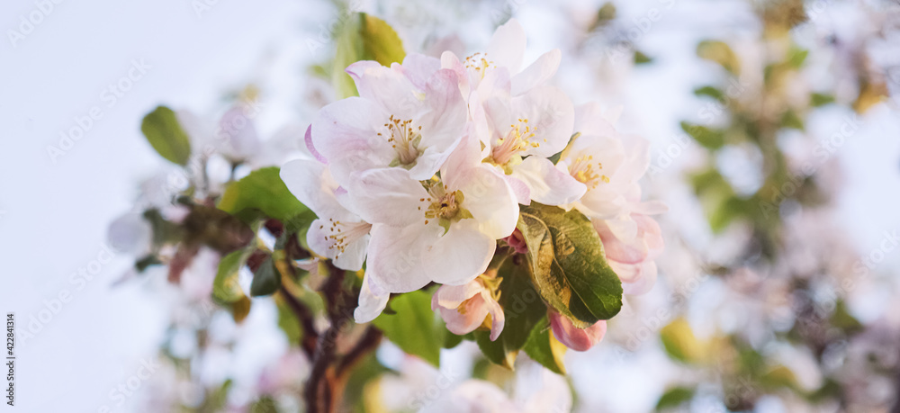 Beautiful flowers of an apple tree on a tree in sunlight. Spring. Blurred background. Selective focus. Warm light.