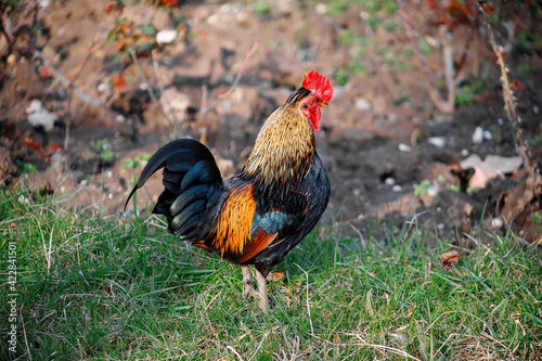 Beautiful Roosters and chickens, walking around the clearing.