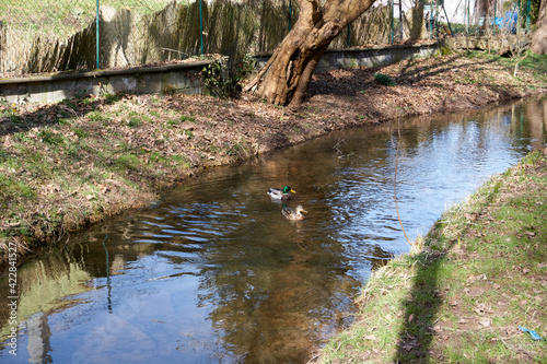 a pair of ducks swims in a river
