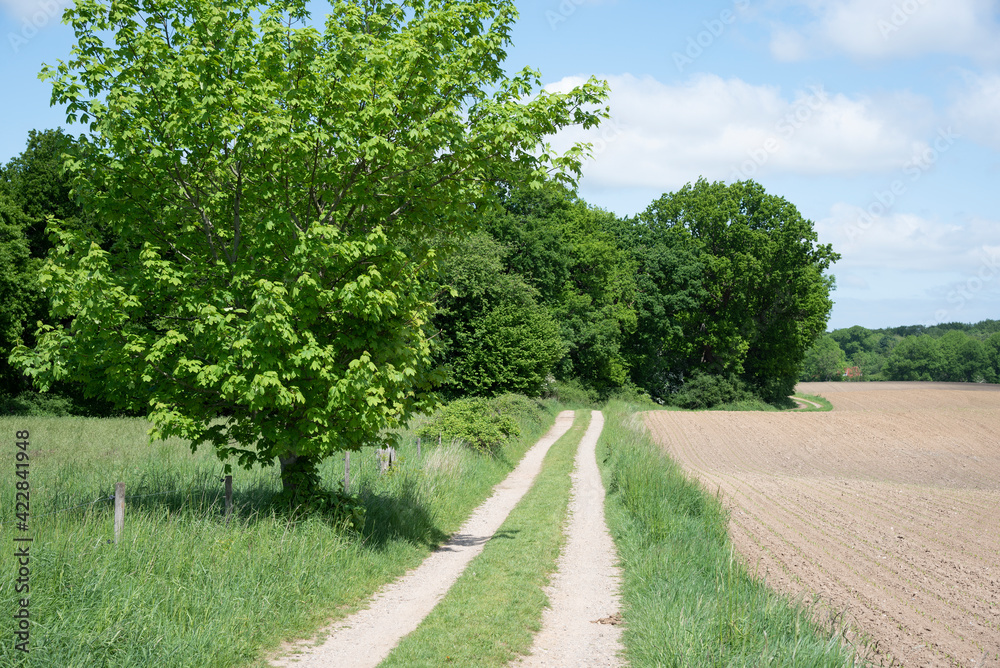 Feldweg im Frühling