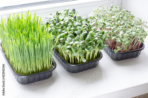 Micro greens in plastic boxes on the windowsill. Healthy food concept