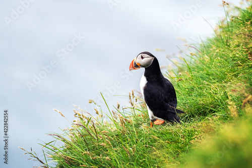 Famous faroese bird - puffin on the edge of grassy coast of Faroe island Mykines in Atlantic ocean. Faroe islands, Denmark. Animal photography