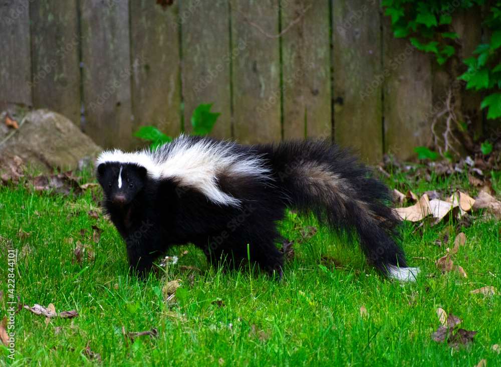 Naklejka premium Skunk in a Backyard 