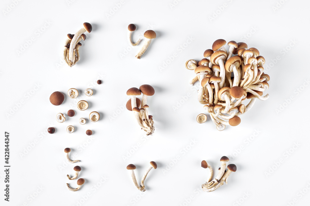Collage of fresh whole and sliced honey mushrooms isolated on white background. View from above Collage of fresh whole and sliced honey mushrooms isolated on white background. View from above