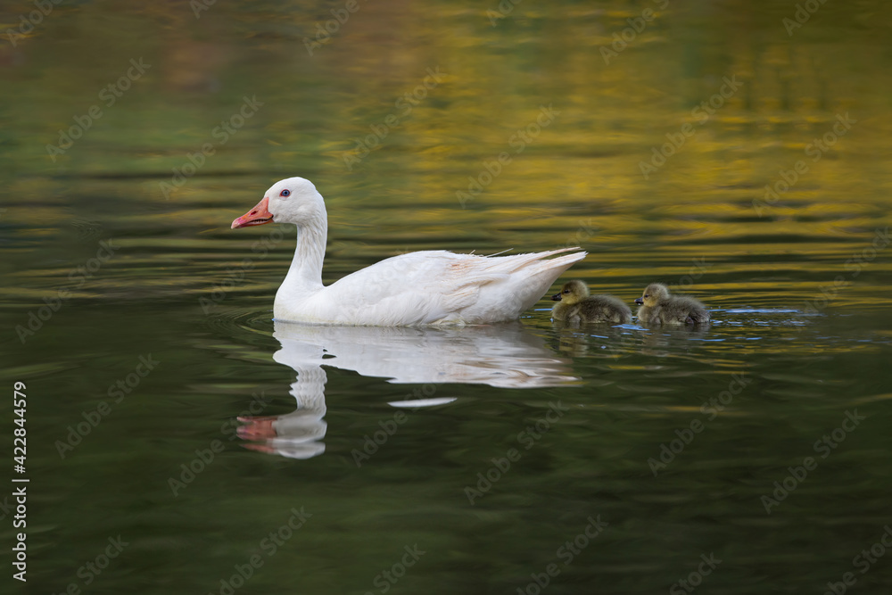 swan family swimming with little chick babies on a pond swan family swimming with little chick babies on a pond