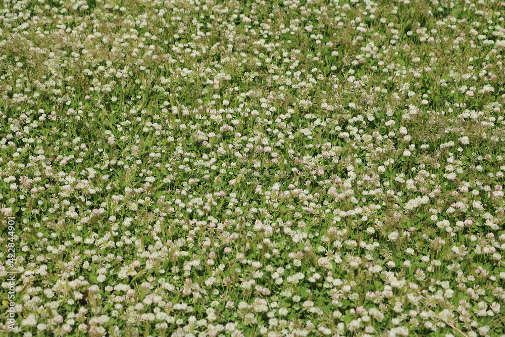 Trifolium repens in summer Trifolium repens in summer