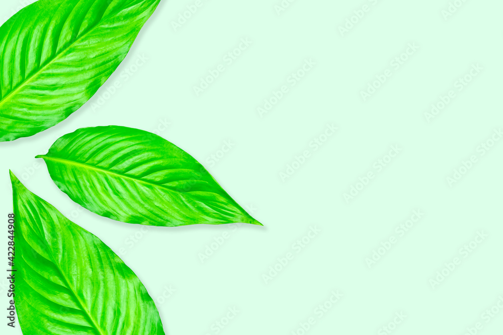 Creative layout from green leaves on a bright background. Сopy spaсe Creative layout from green leaves on a bright background. Сopy spaсe