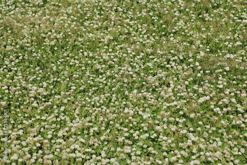 Trifolium repens in summer