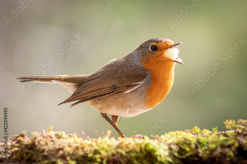 A robin eats perched on moss in the sunshine.