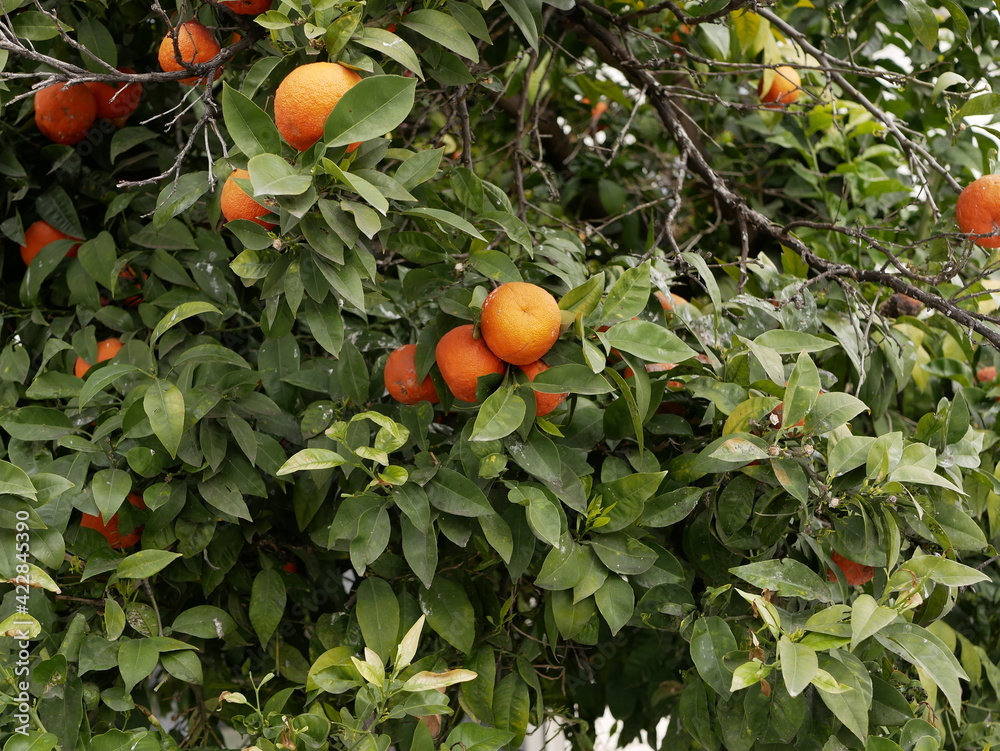 Ripe orange orange fruit on a branch among green foliage on a sunny spring day. Beautiful ornamental plants on the streets of the city