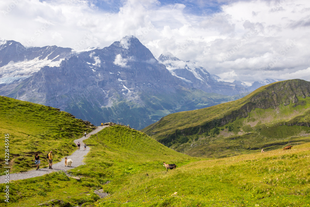 Obraz premium The Grindewald Valley and mountain trail in Switzerland on a sunny day
