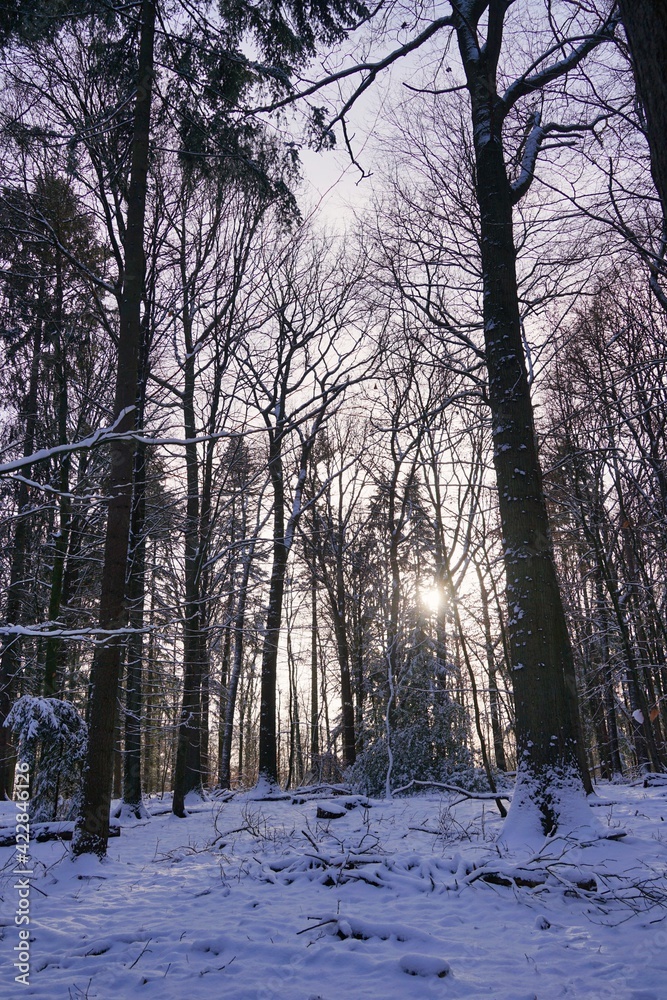 sun through winter trees in local forest - suburb of Hamburg sun through winter trees in local forest - suburb of Hamburg
