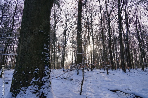 sun through winter trees in local forest - suburb of Hamburg photo