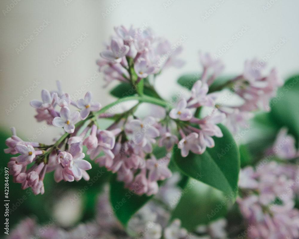 A beautiful brunch of lilac. Spring blossom flowers.