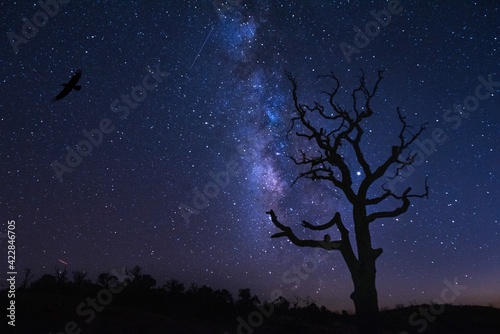 moon and tree