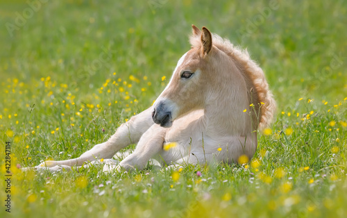 Quadro su tela Cute young Haflinger horse foal resting in a green grass meadow with buttercup