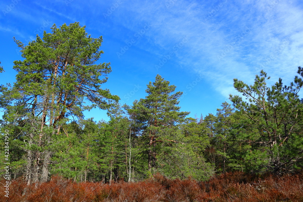 Fototapeta premium Beautiful green forest scenery and blue sky view. Sunny spring or summer weather. Mostly pine and fir trees. Nice natural flora. Stockholm, Sweden, Europe. 