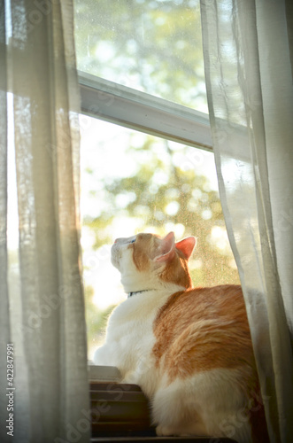 Orange and White Cat Sitting in the Window with Sheer Curtains