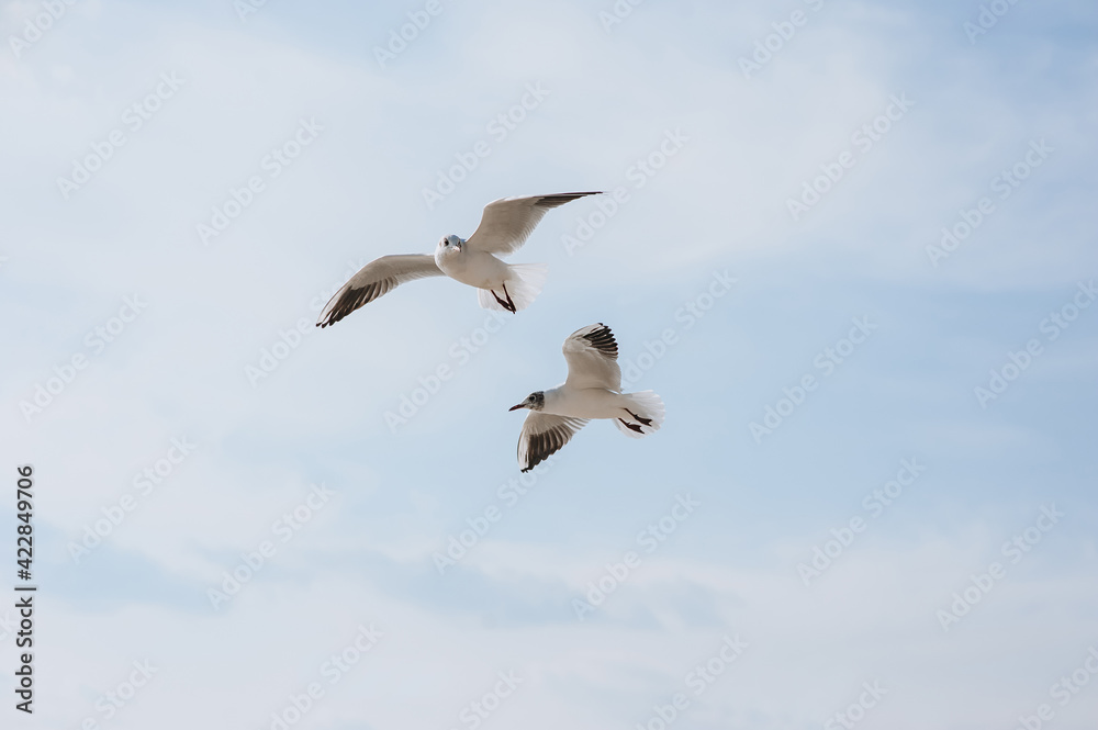 Large white seagulls fly against the blue sky, hovering above the clouds, spreading their long wings during the day. Summer, spring photography of a bird. Large white seagulls fly against the blue sky, hovering above the clouds, spreading their long wings during the day. Summer, spring photography of a bird.