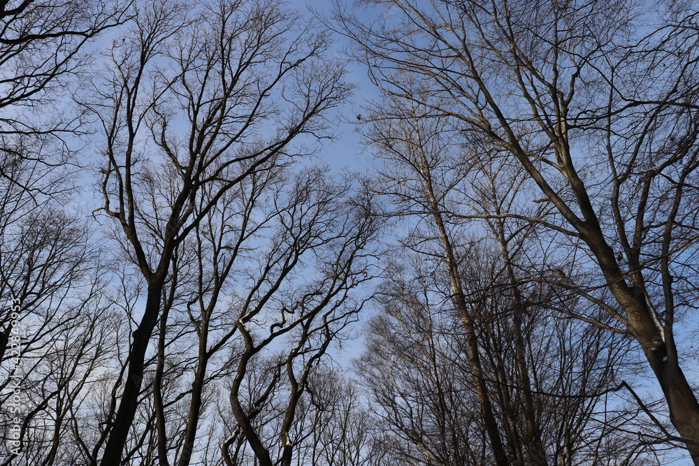 trees in the sky trees in the sky