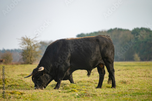 Tauros bull grazing in the Maashorst