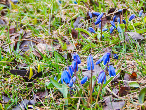 first flowers in spring biue bells photo