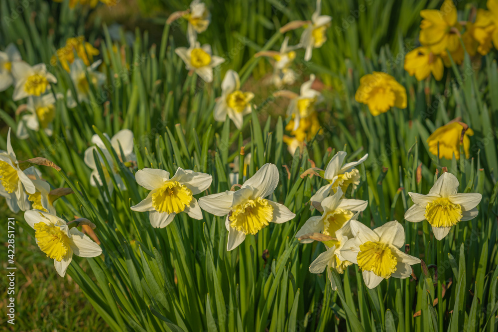 Obraz premium Gennevilliers, France - 02 27 2021: Chanteraines park. Nature in bloom in spring season. Carpet of yellow daffodils