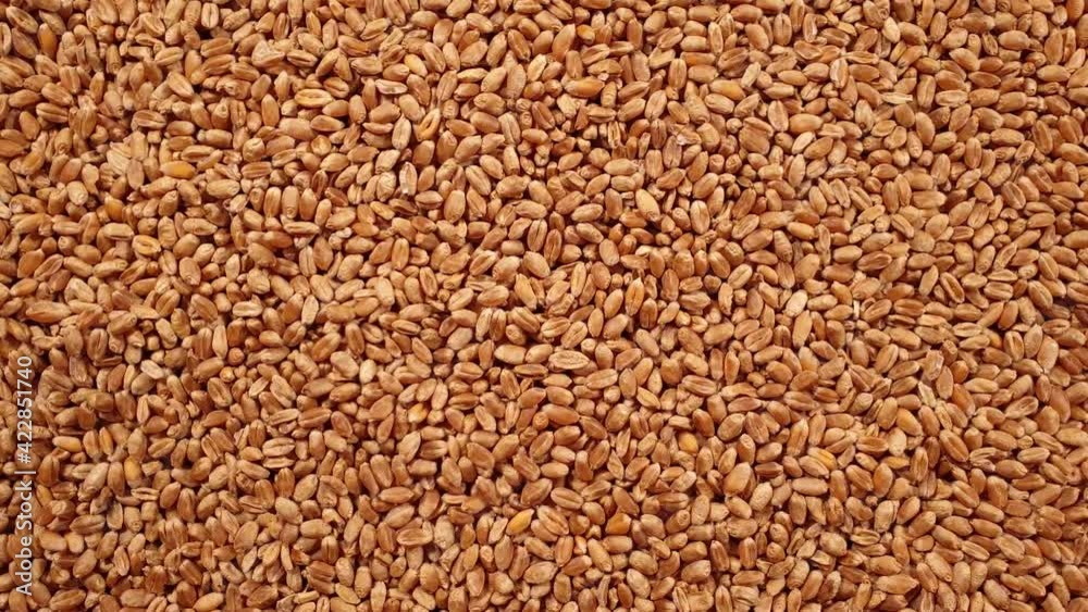 Rotation, background of wheat grains. Grocery background. Top view. Close-up. Rotation, background of wheat grains. Grocery background. Top view. Close-up.