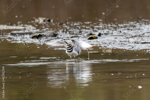 Selective focus shot of Kildeer, a common wading bird of North America photo