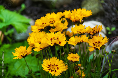 Closeup shot of blooming tickseed flowers photo