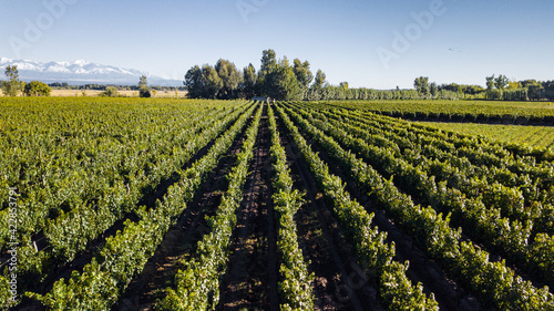 Aerial view of vineyardes in Mendoza  Argentina  during the harvesting season