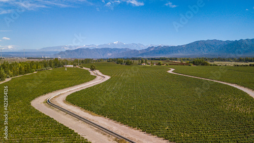 Aerial view of vineyardes in Mendoza, Argentina, during the harvesting season © Cristian