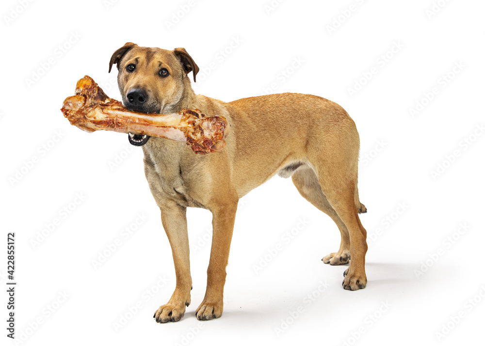 Dog Carrying Large Bone In Mouth