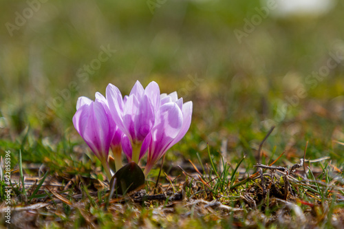 The first crocus flowers in early spring in the forest. Tender pink petals among dry last year s leaves