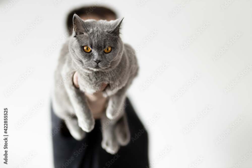 British cat in the hands of its owner
