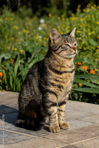 Little cat in the garden  © Mehmet Ali Turan