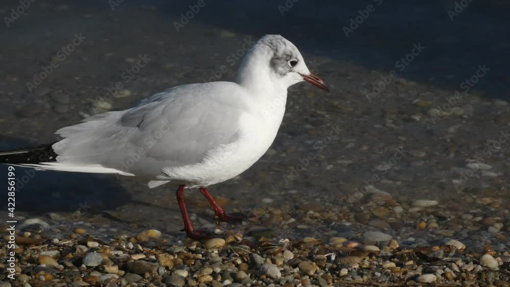 Adorable seagull pecks on a lake shore, walking around, 4K detail Adorable seagull pecks on a lake shore, walking around, 4K detail