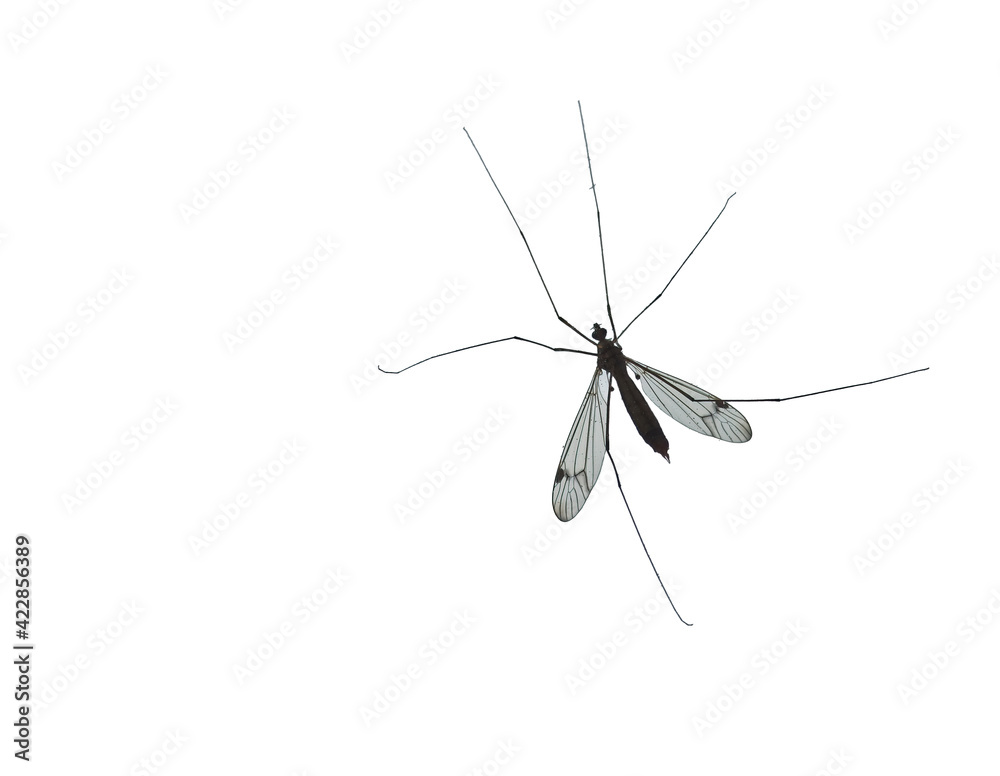 Nephrotoma appendiculata (spotted crane fly) Tipula insect, These flies are sometimes known as mosquito hawks or daddy longlegs against white background for copy paste text Nephrotoma appendiculata (spotted crane fly) Tipula insect, These flies are sometimes known as mosquito hawks or daddy longlegs against white background for copy paste text